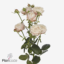 10x Rosa nynke 50cm