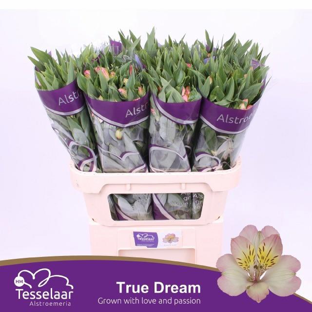 10x Alstroemeria true dream 70cm