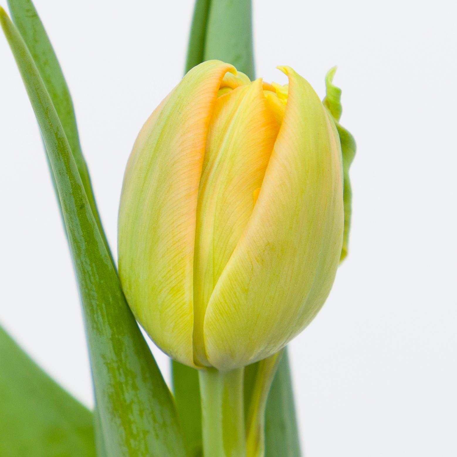 50x Tulipa monte orange du 40cm