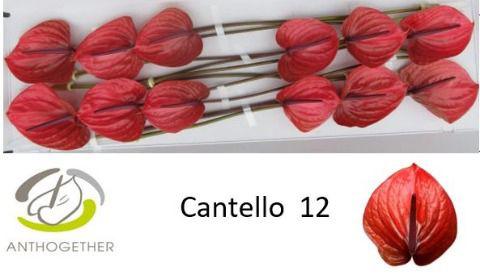 12x Anth.cantello 10cm