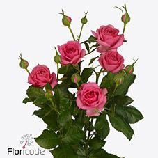 20x Rosa pink dimension 40cm