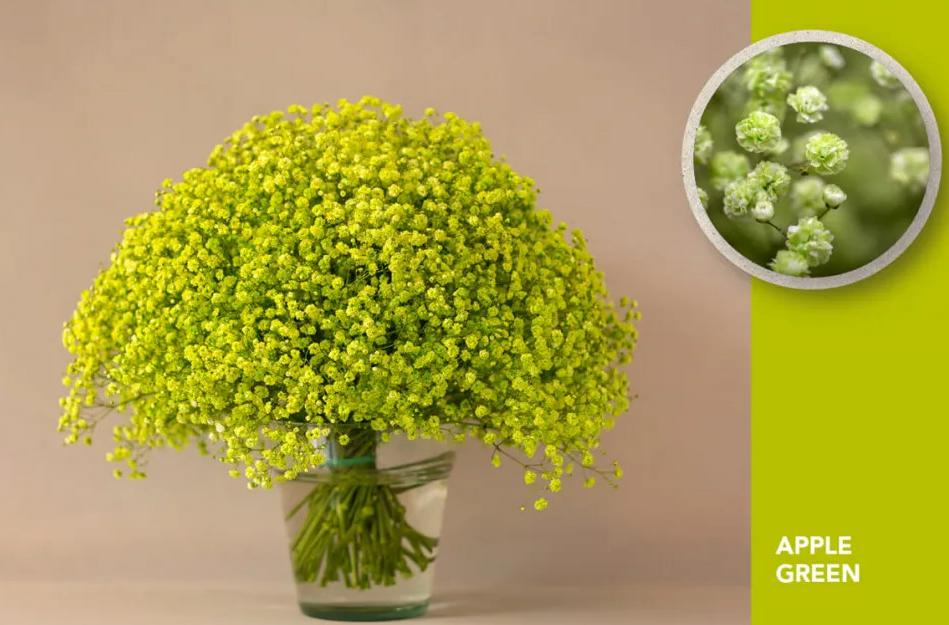 25x Gipskruid xlence green apple 80cm