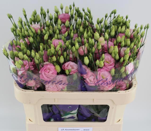 10x Eust.rosita rose pink du 70cm
