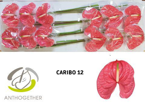 12x Anth.caribo 10cm