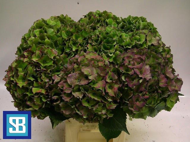 10x Hydr.royal palace classic 60cm