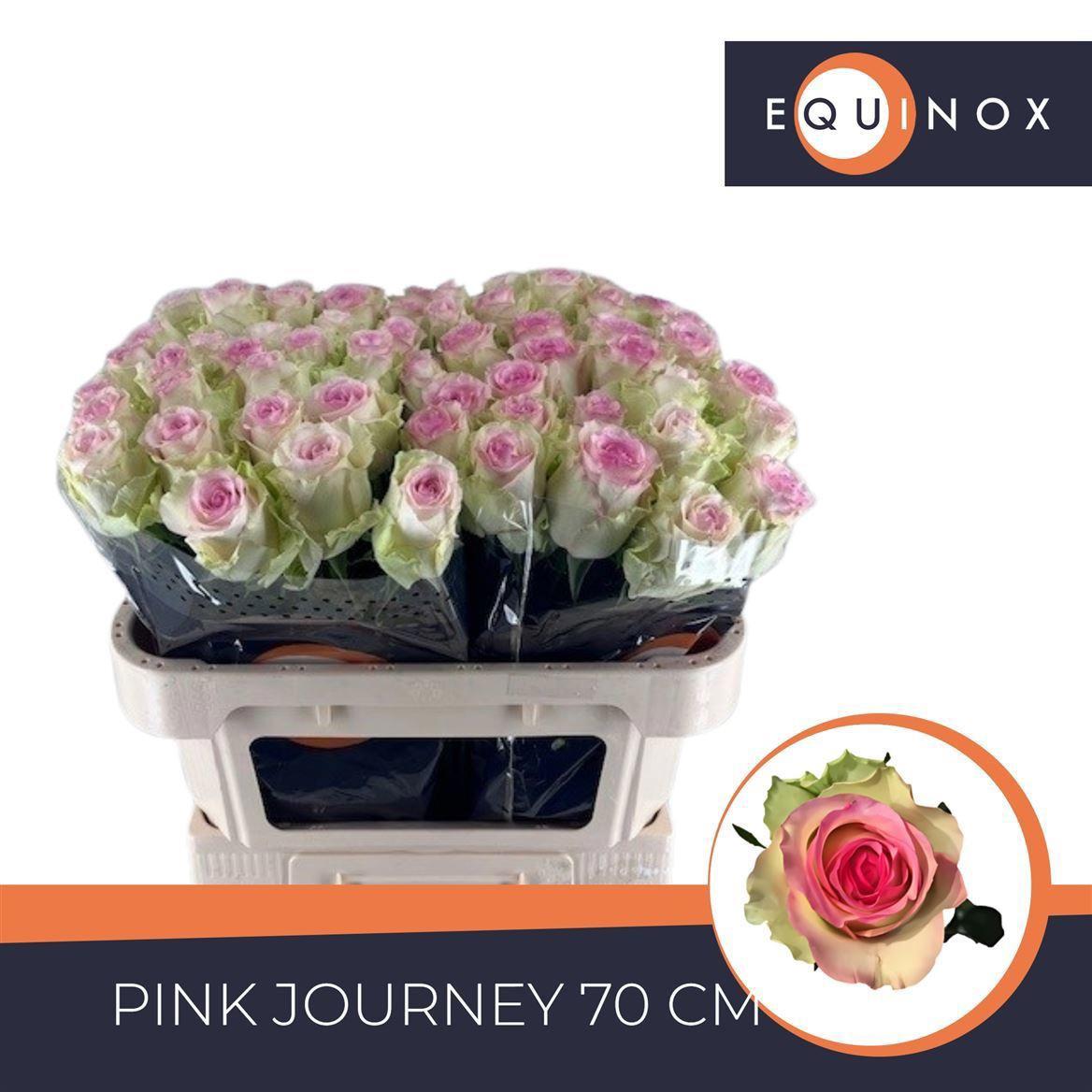 20x Rosa pink journey 70cm