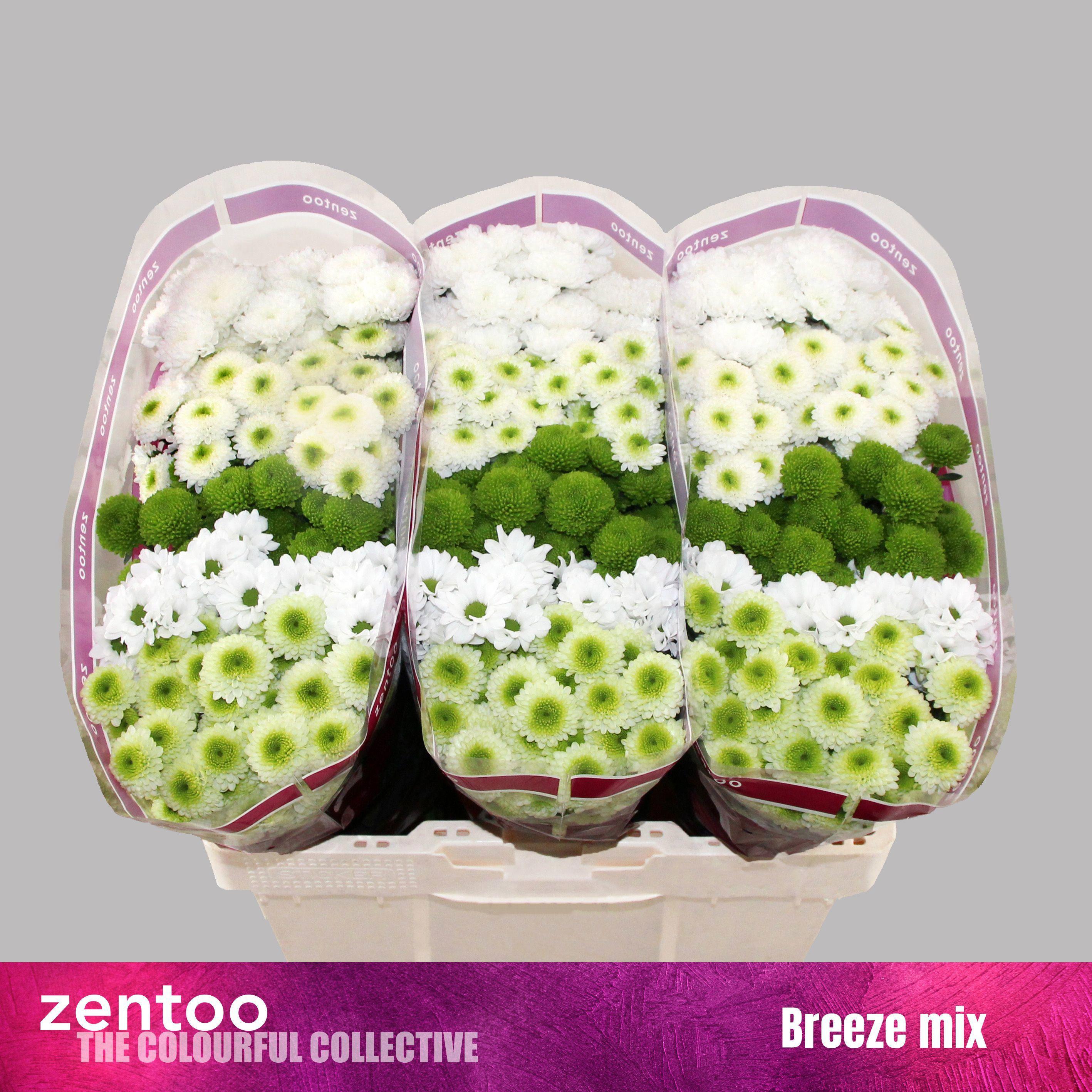 25x Chrysant san.mix/pak cold 5 kleuren 50cm