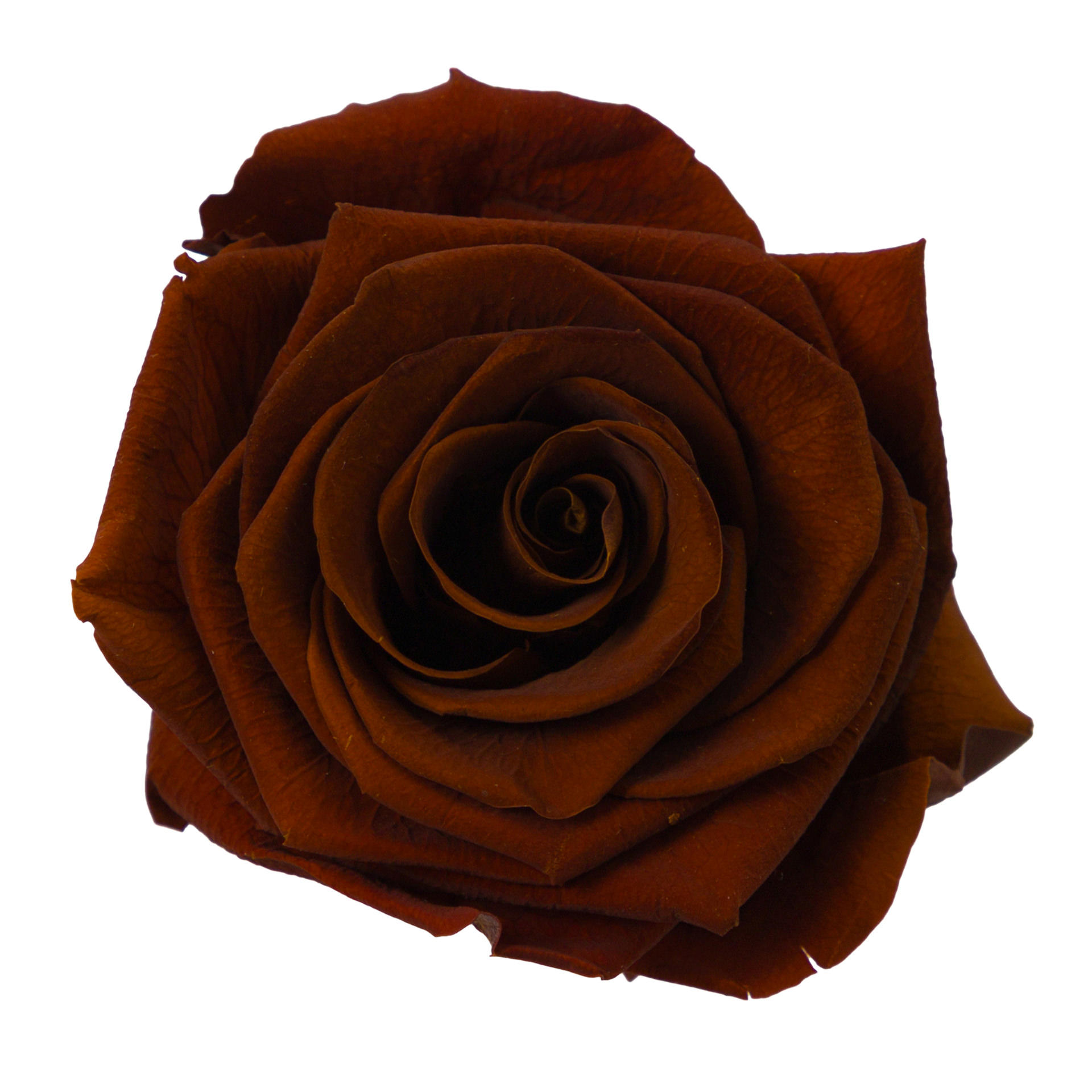 1x Dc pres.rozen dark amber 60cm