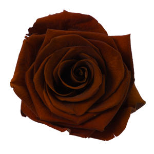 1x Dc pres.rozen dark amber 60cm