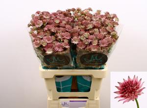 25x Astrantia roma 60cm