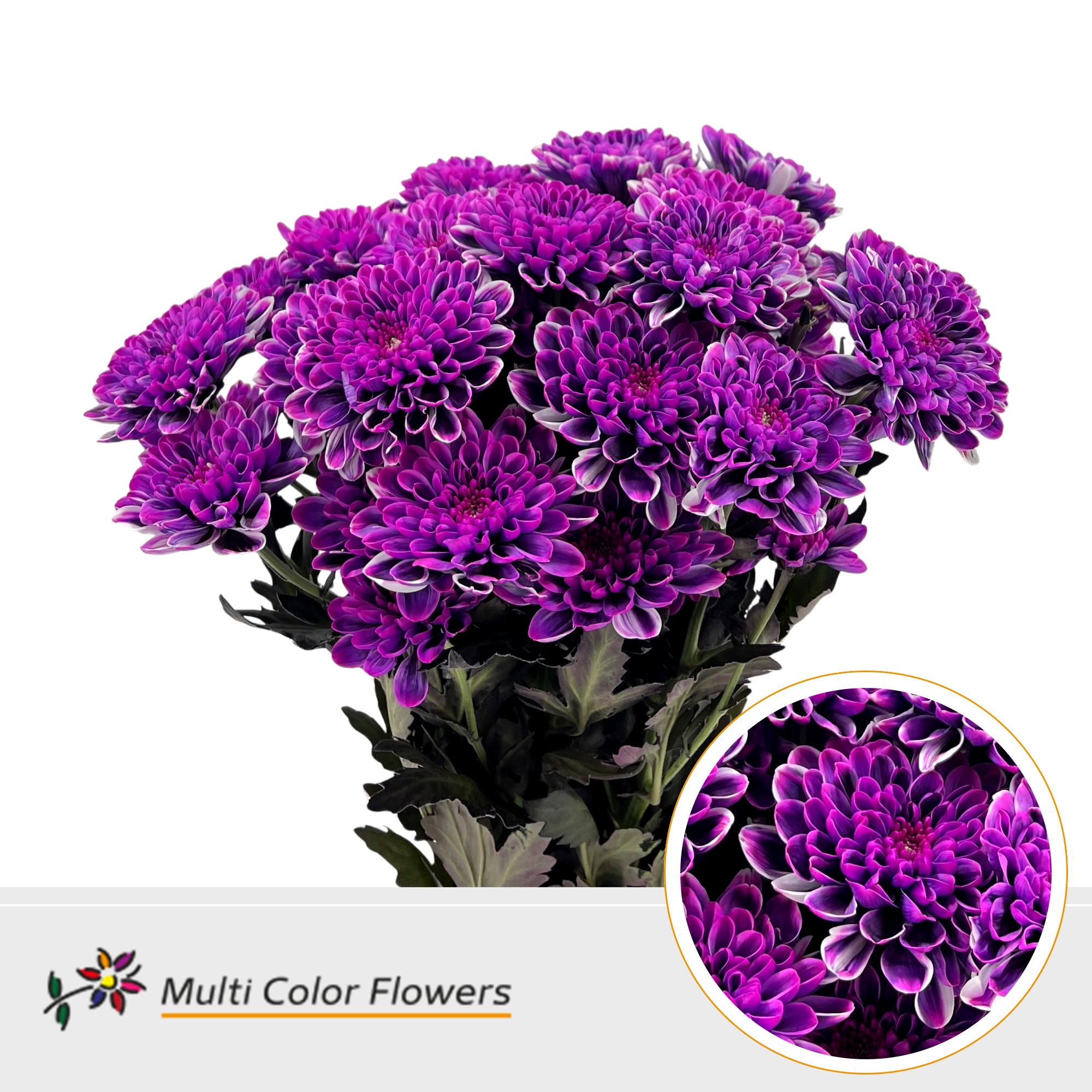 10x Chrysant overig 60cm