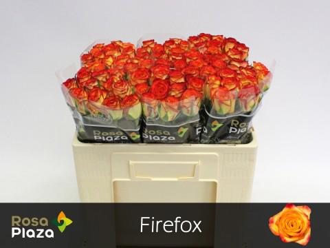 10x Rosa firefox 50cm