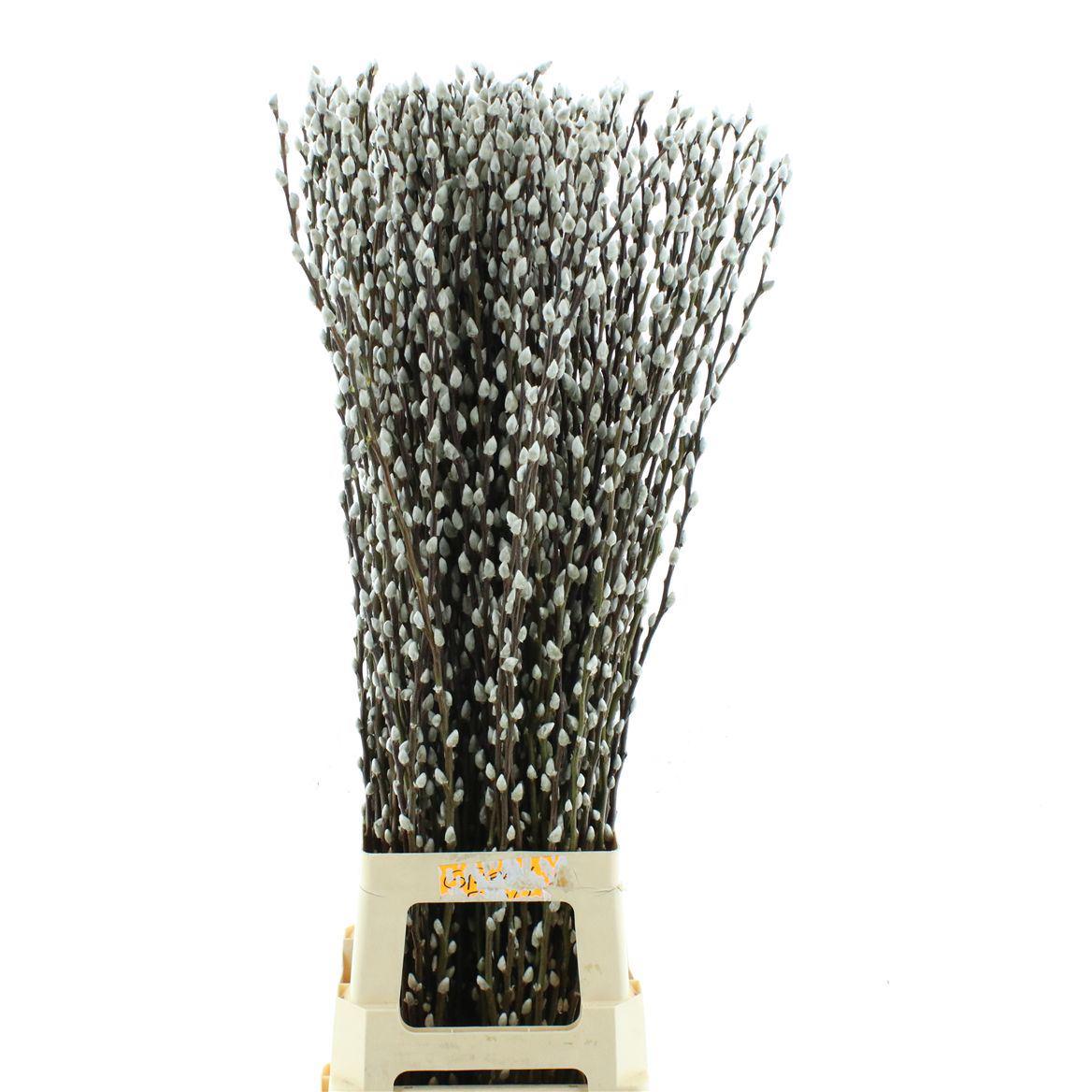 100x Tk salix wilgenkatjes 80cm