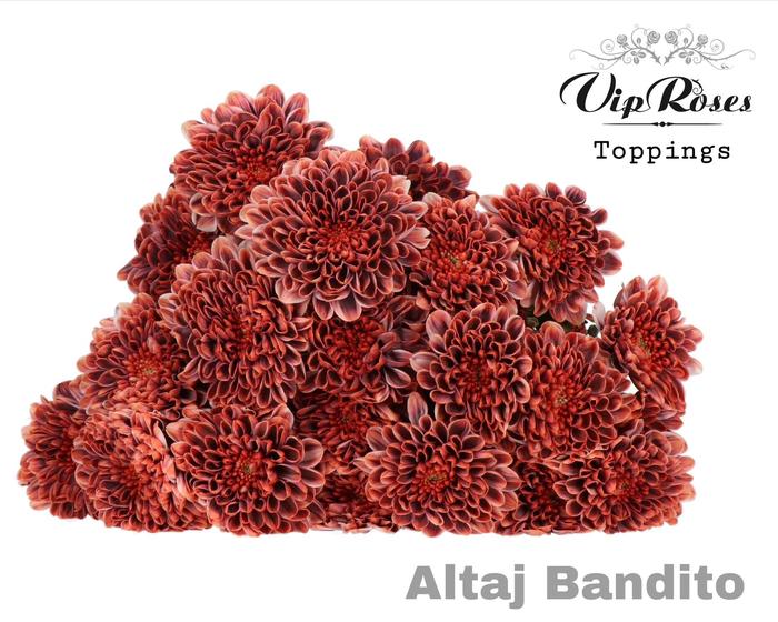10x Chrysant altaj bandito 60cm