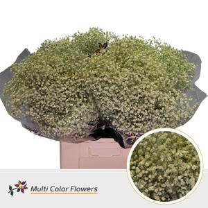 25x Gipskruid xlence creme 70cm