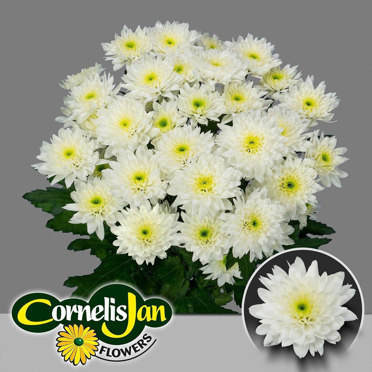 10x Chrysant euro 70cm