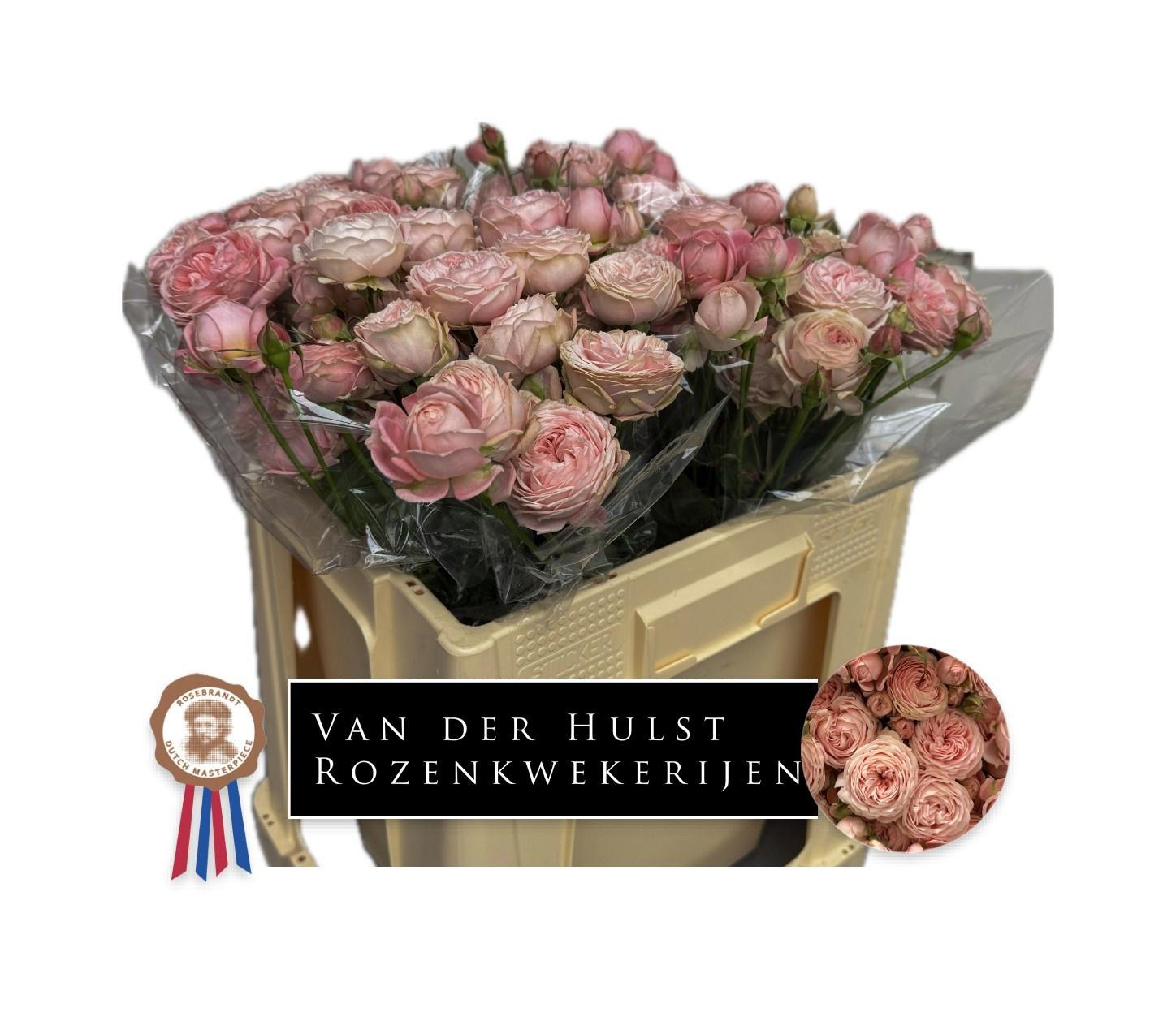 20x Rosa dilola 50cm