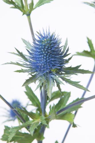 10x Eryngium supernova questar 70cm