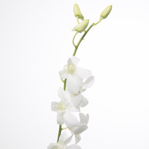 10x Dendr.madame pomp.wit 50cm