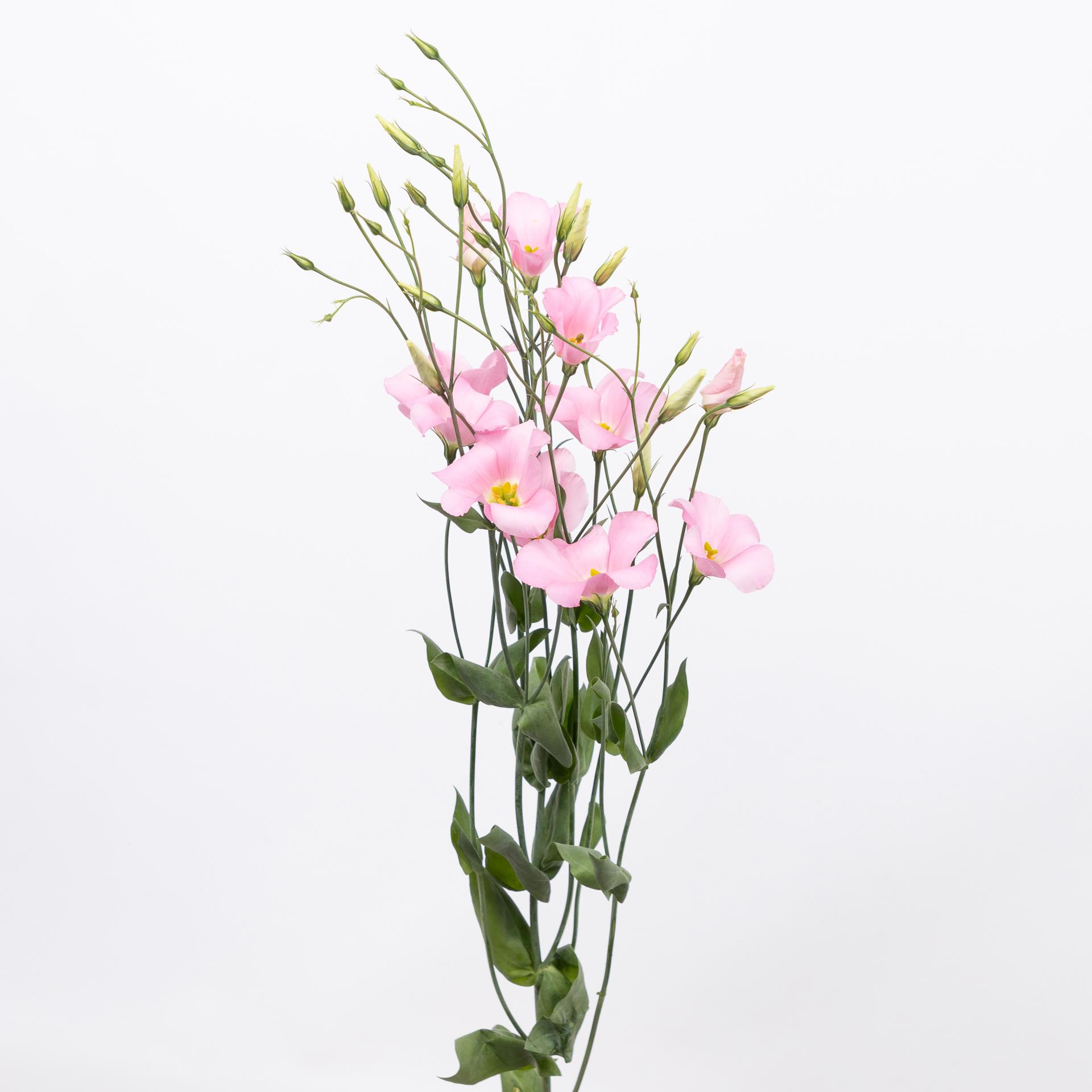 10x Eust.botanic pink en 70cm