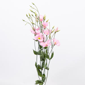 10x Eust.botanic pink en 70cm