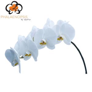 15x Phal.alba royale 60cm