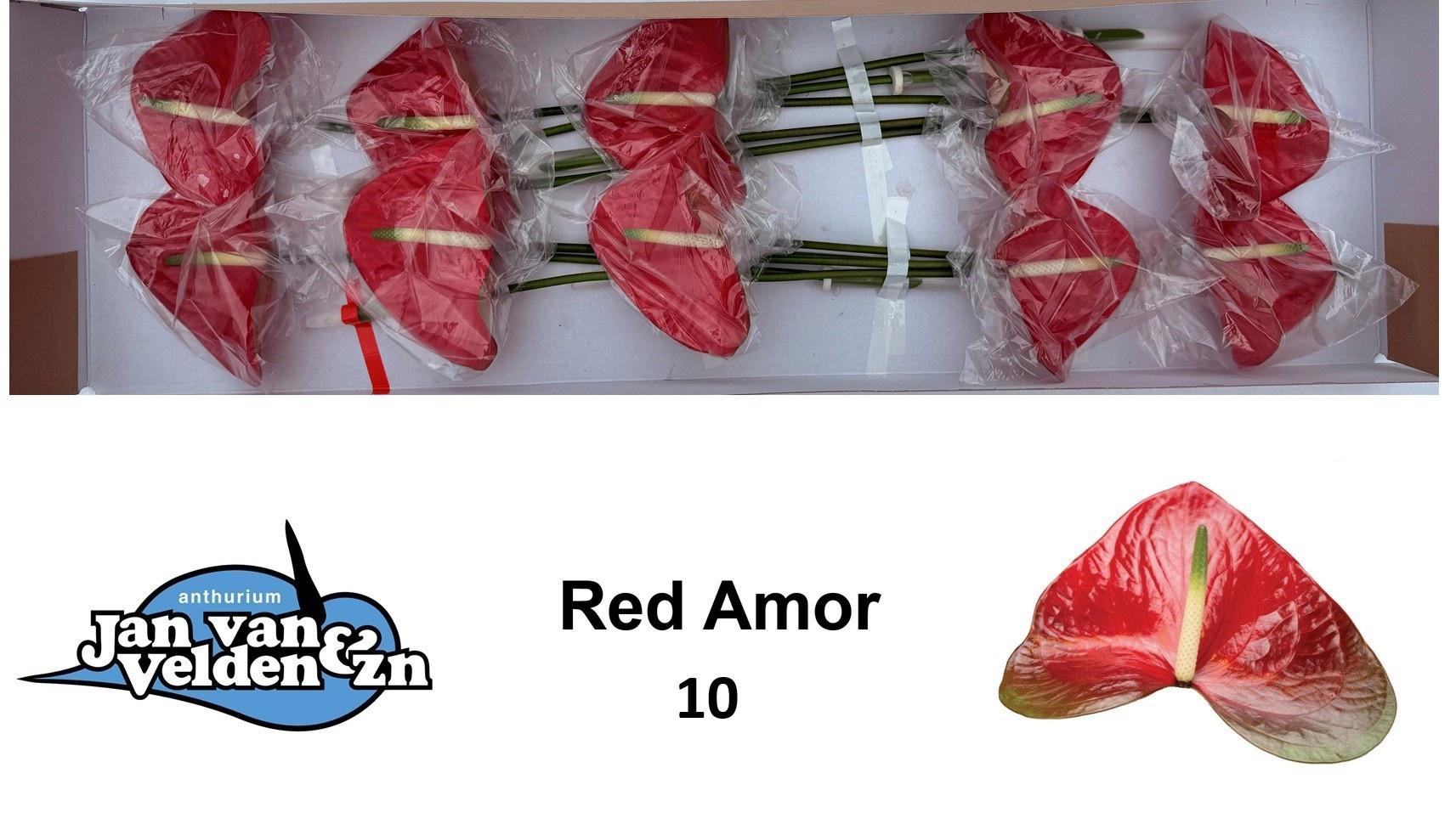 10x Anth.red amor 10cm