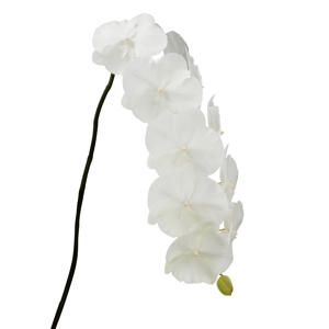 25x Phal.white serenity