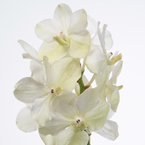 25x Vanda tayanee white 10cm