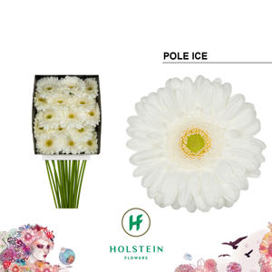 15x Gerb.pole ice 70cm