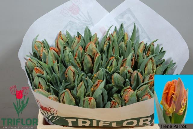 50x Tulipa irene parrot pa 30cm