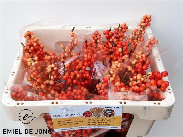 10x Ilex oudijk's oranje 40cm