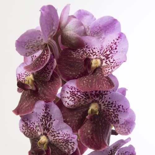 16x Vanda divana pink and mahogany 30cm