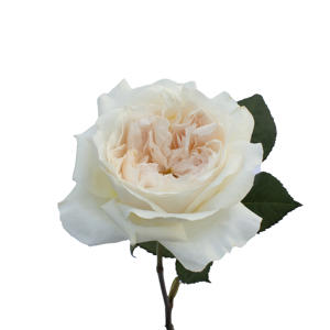 24x Rosa david austin purity 50cm