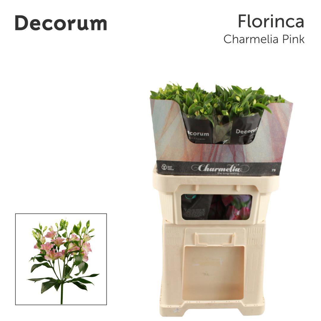 10x Alstroemeria flor.charmelia 70cm