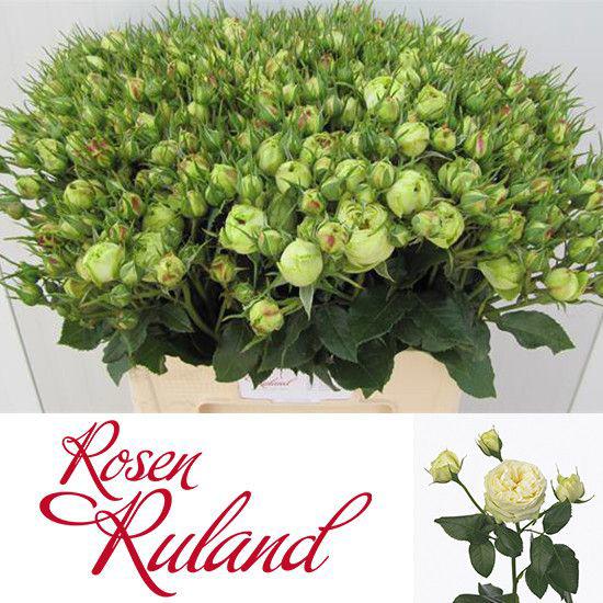 10x Rosa wedding piano 60cm