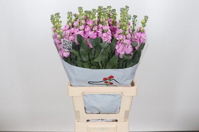 10x Matt.iron pink 60cm