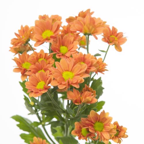 25x Chrysant san.madiba ovada orange 50cm