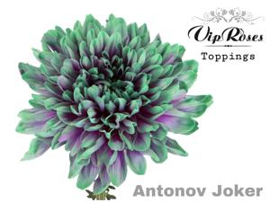 10x Chrysant antonov joker 70cm