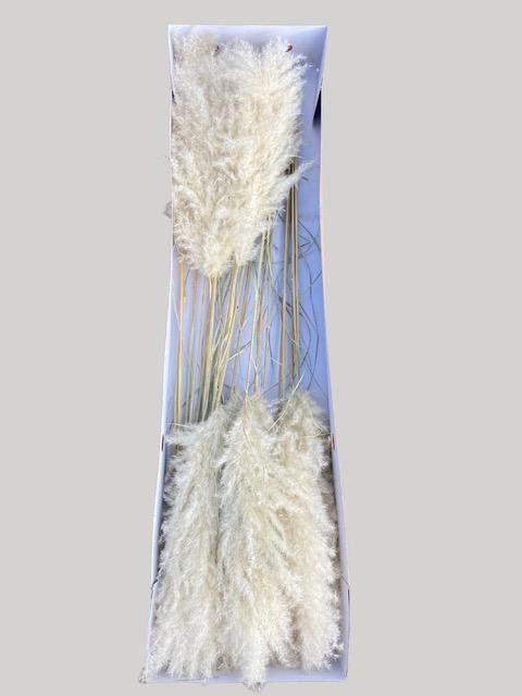 25x Gs cortaderia evita 80cm