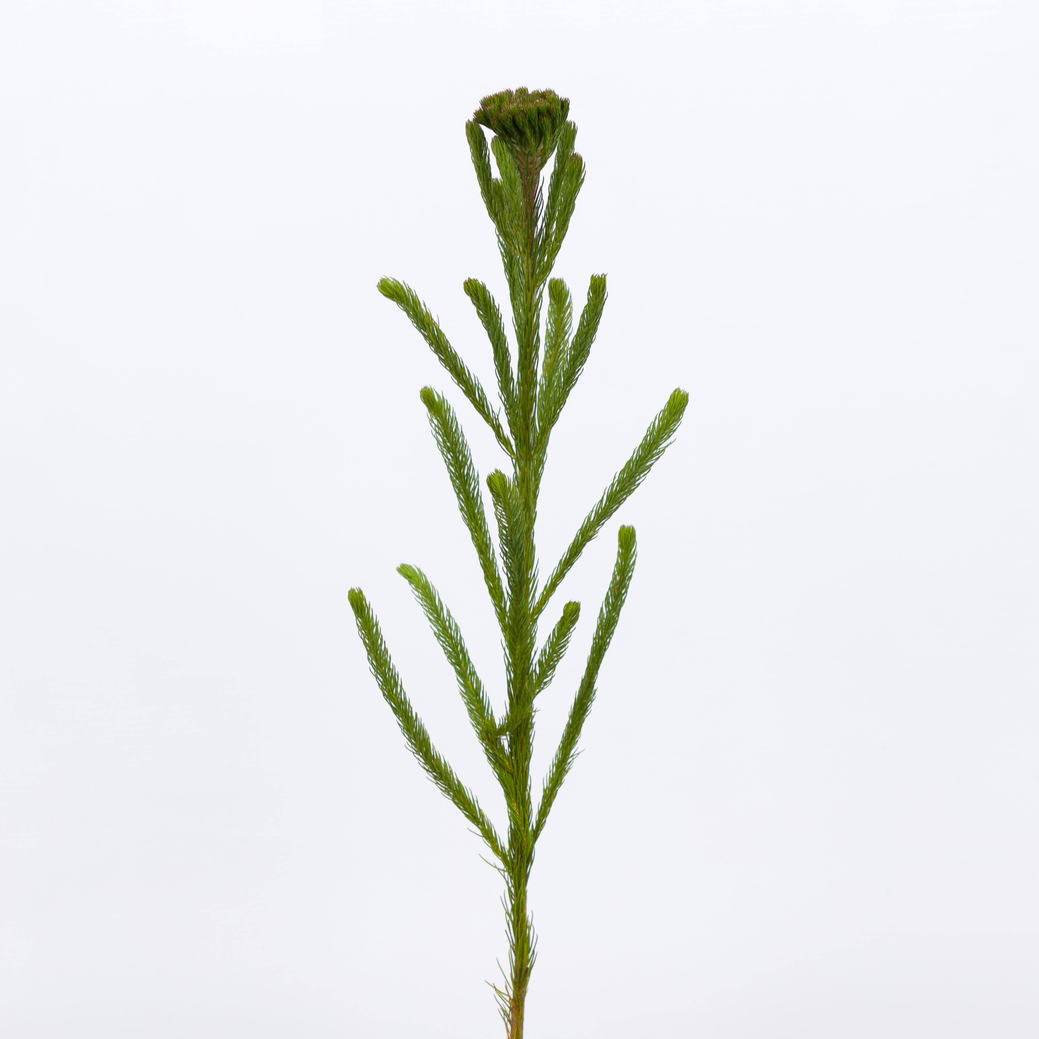 10x Pg brunia albigreen 40cm