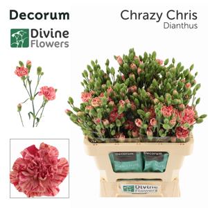 10x Dian.tr.chrazy chris 60cm