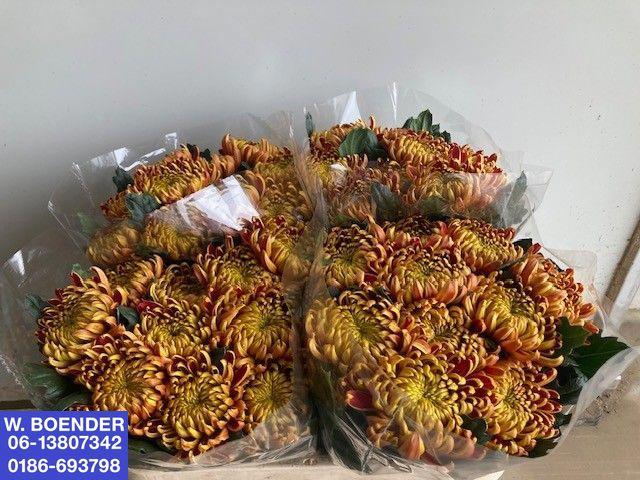10x Chrysant fuego 70cm