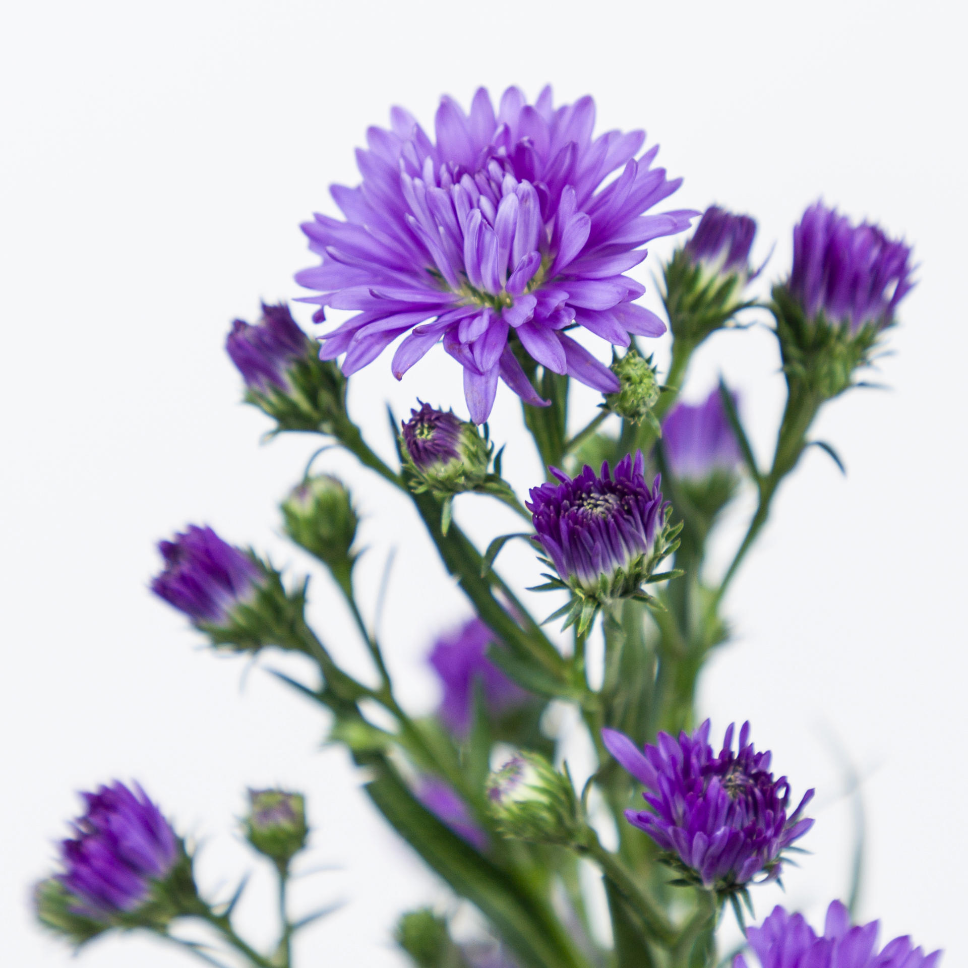 25x Aster astee dark milka 60cm