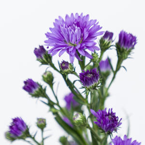 25x Aster astee dark milka 80cm