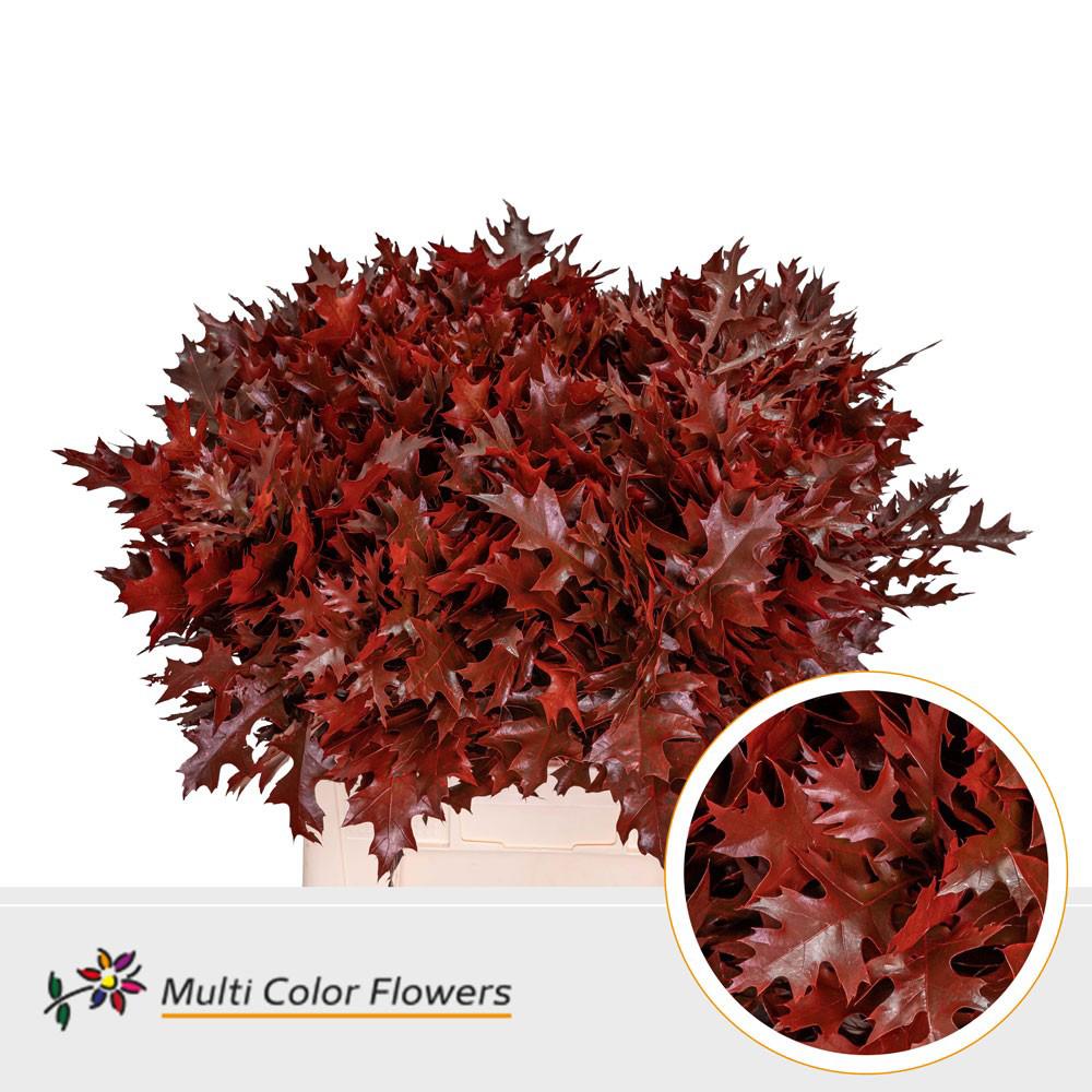 20x Sg quercus palust.(v) rood 70cm