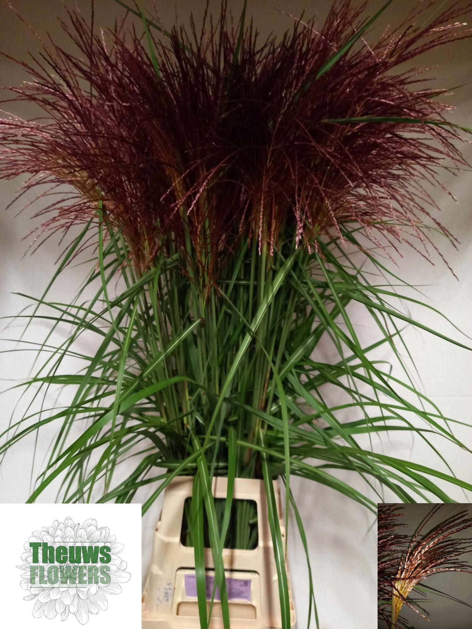 50x Gs miscanthus rotfeder 80cm