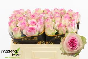 10x Rosa brigitte bardot 50cm