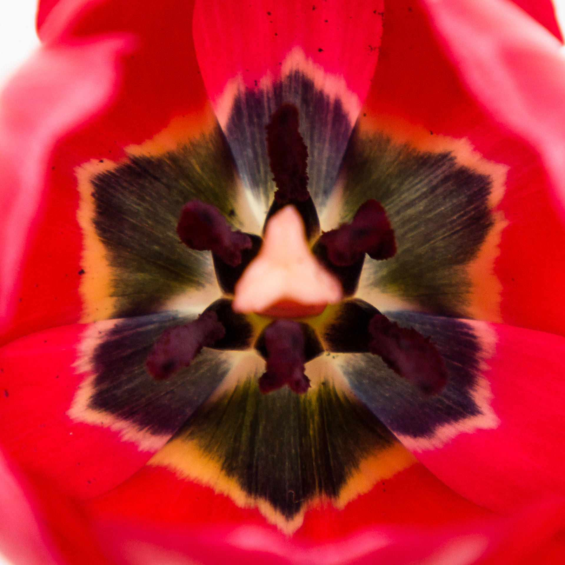 50x Tulipa ile de france en 30cm