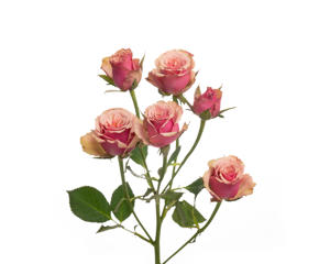 10x Rosa antigua 60cm